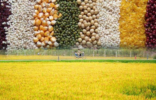 空氣能熱泵烘干機助力自動化農業發展，空氣能糧食烘干機十大優點