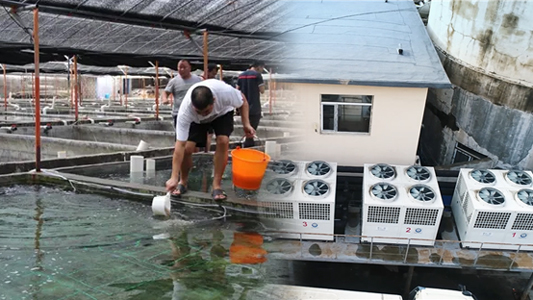 空氣能恒溫養殖熱泵助水產養殖戶節省開支、提高利潤，再也不用操心水溫了！